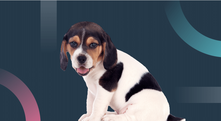 Beagle puppy sitting on a dark blue abstract background